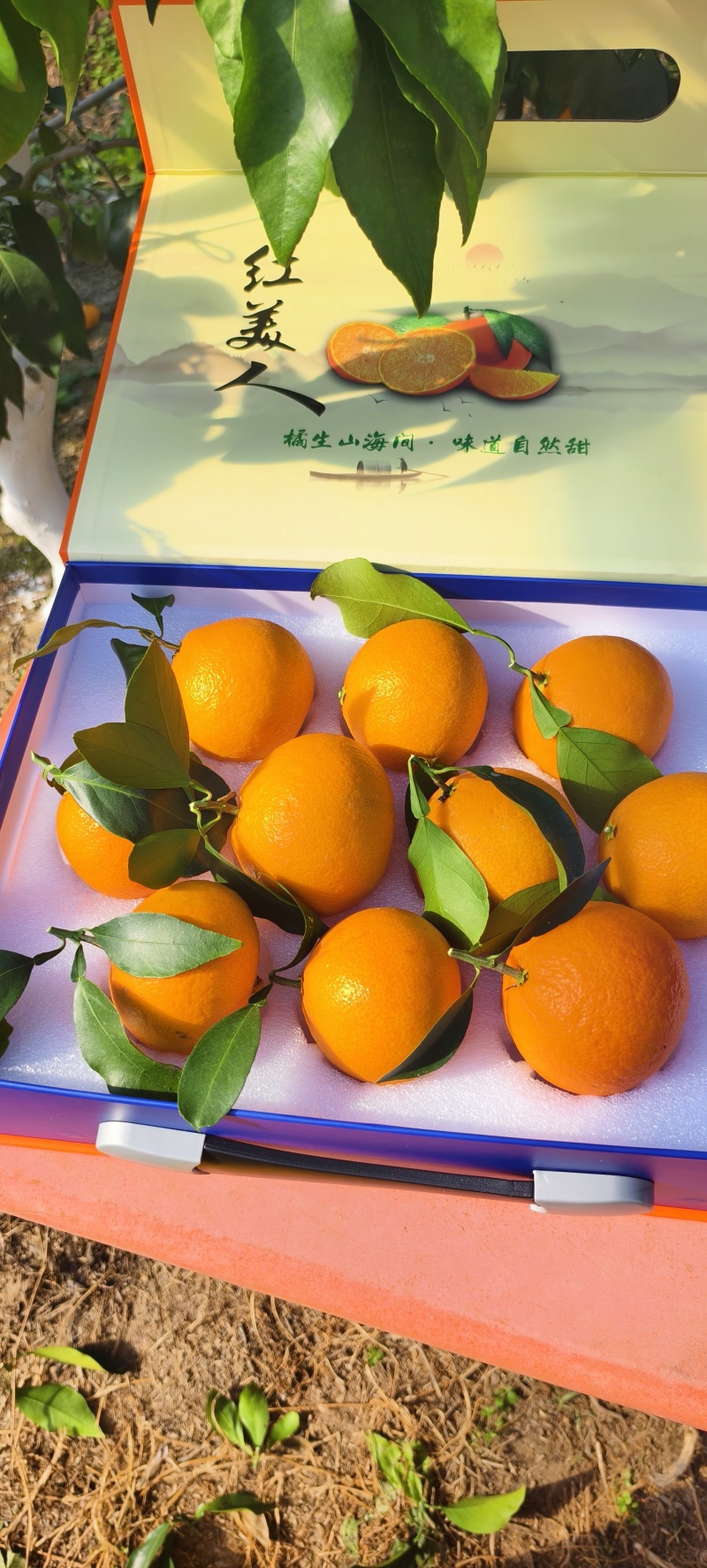 象山红美人