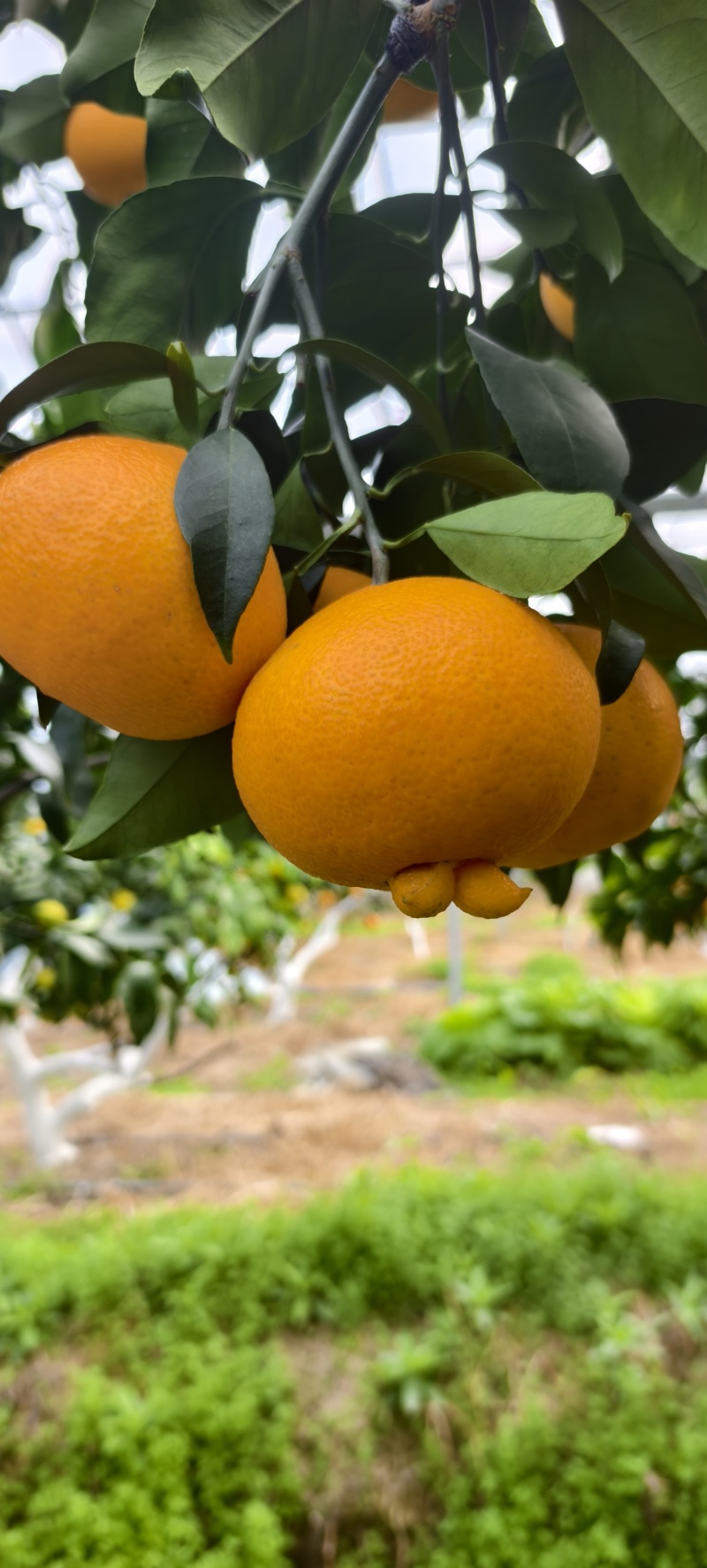 象山红美人