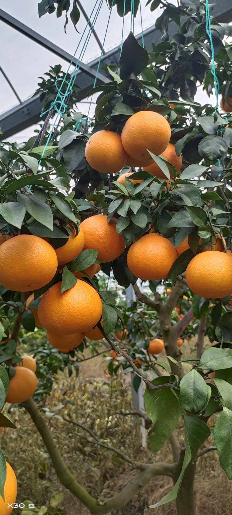象山红美人