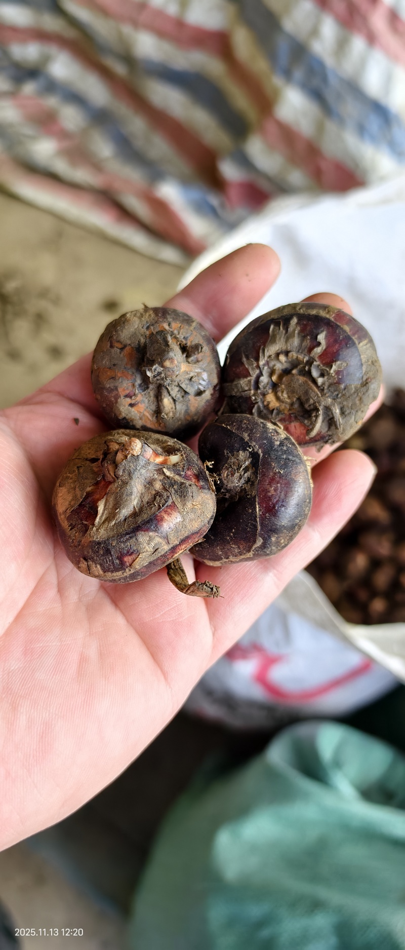 带泥干荸荠-电商货【珍珠马蹄】对接电商商超档口