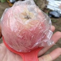 红富士苹果
