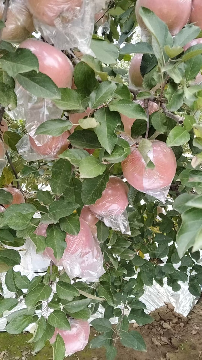 红富士苹果