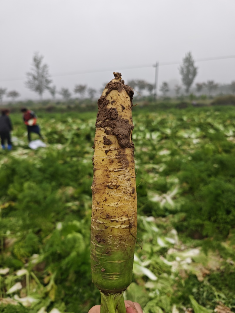山西运城黄萝卜有40亩地