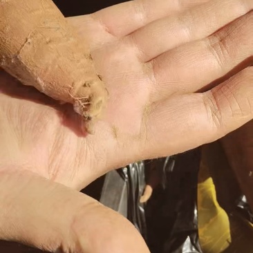 金沙榴莲蜜薯产地直发货源