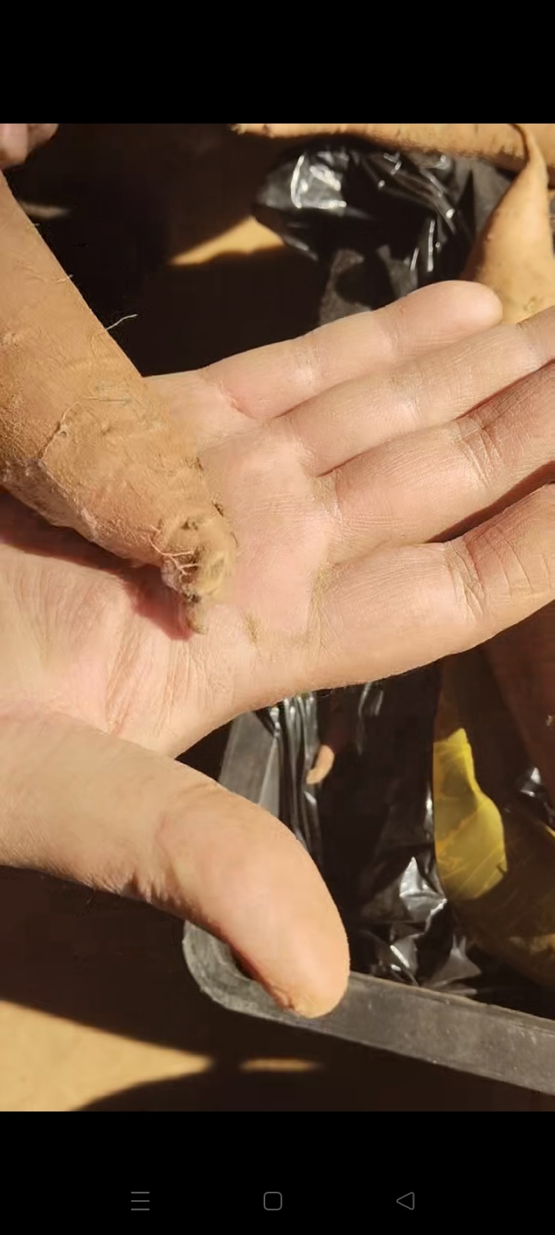 金沙榴莲蜜薯产地直发货源