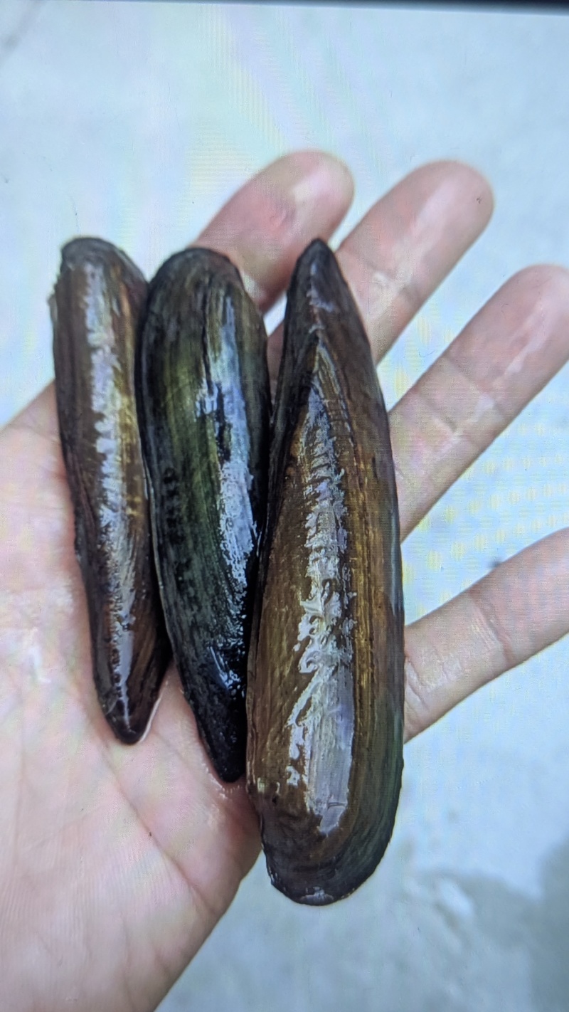 河鲜北江刀蚬、石鲍鱼、河虾、江贝王山河珍馐