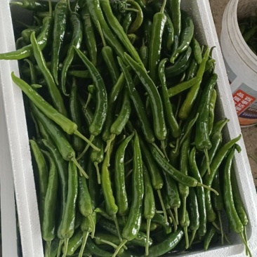 湘妍55号95号2307湘菜馆专用辣椒小炒肉大量有货