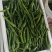湘妍55号95号2307湘菜馆专用辣椒小炒肉大量有货