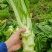 四川简阳精品棒菜，1.5--2斤左右价格好商量