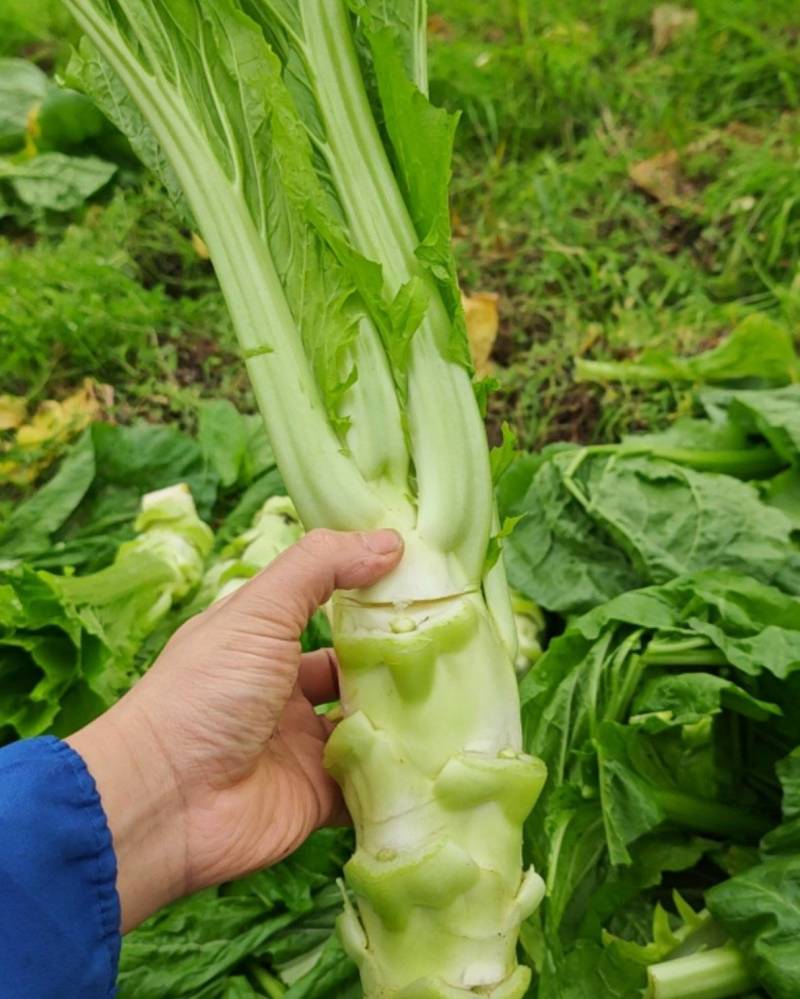 四川简阳精品棒菜，1.5--2斤左右价格好商量
