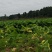 四川简阳精品棒菜，1.5--2斤左右价格好商量