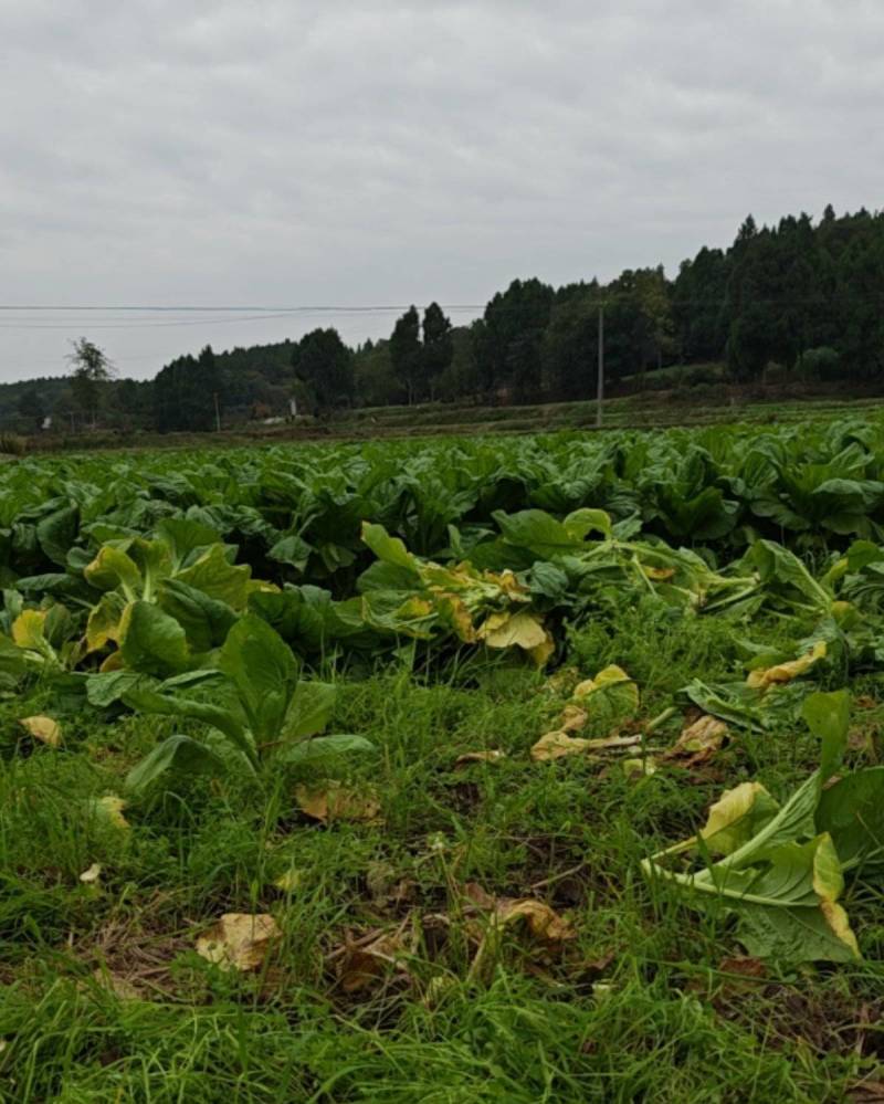 四川简阳精品棒菜，1.5--2斤左右价格好商量