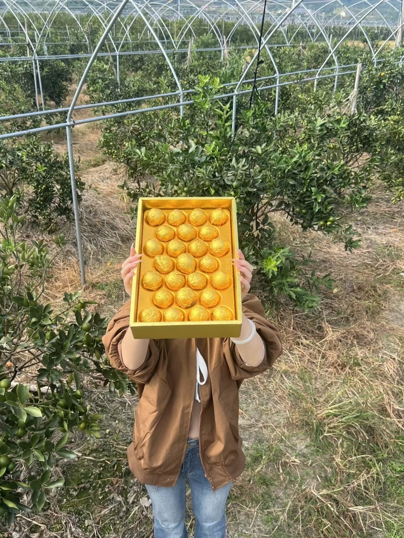 融安金桔自己种植园代办代收代出货