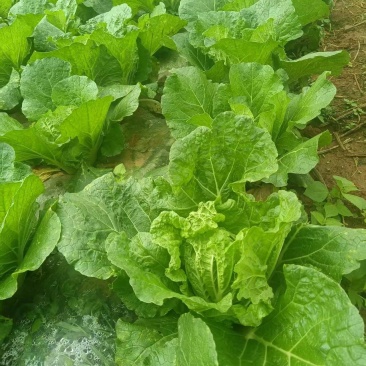 东阳50大白菜