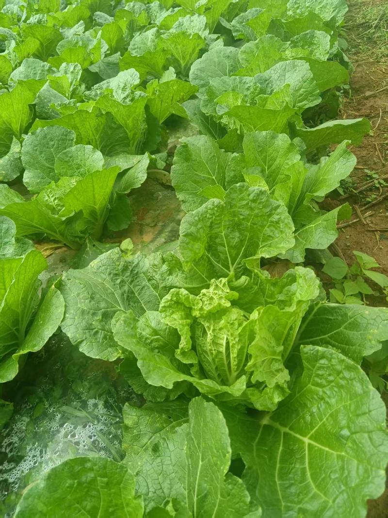 东阳50大白菜