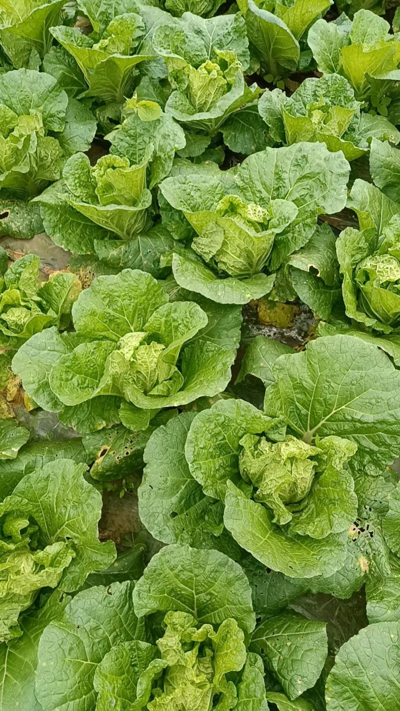 东阳50大白菜