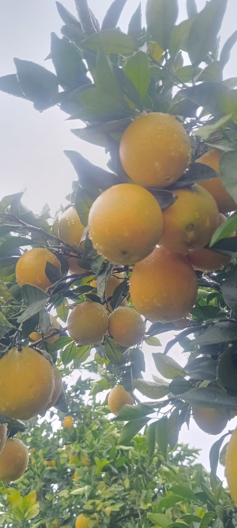 赣南脐橙