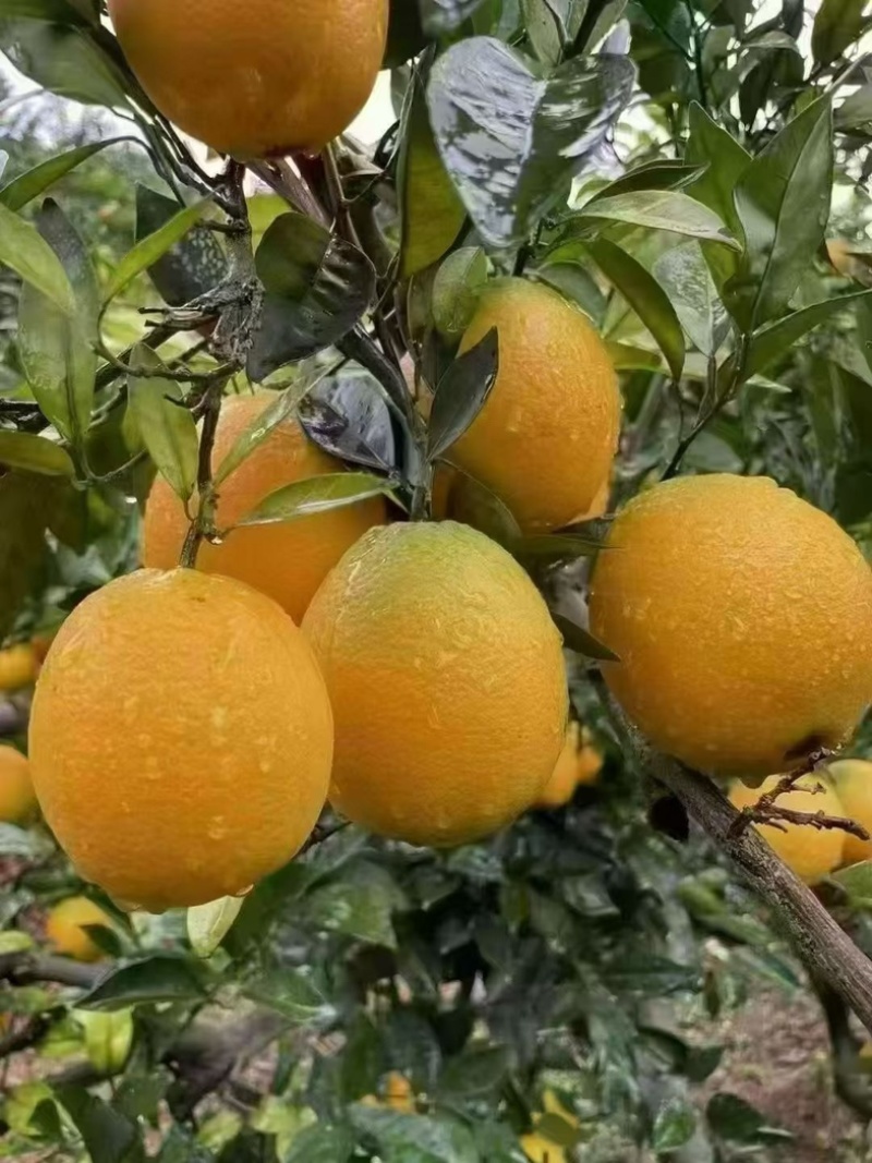 赣南脐橙