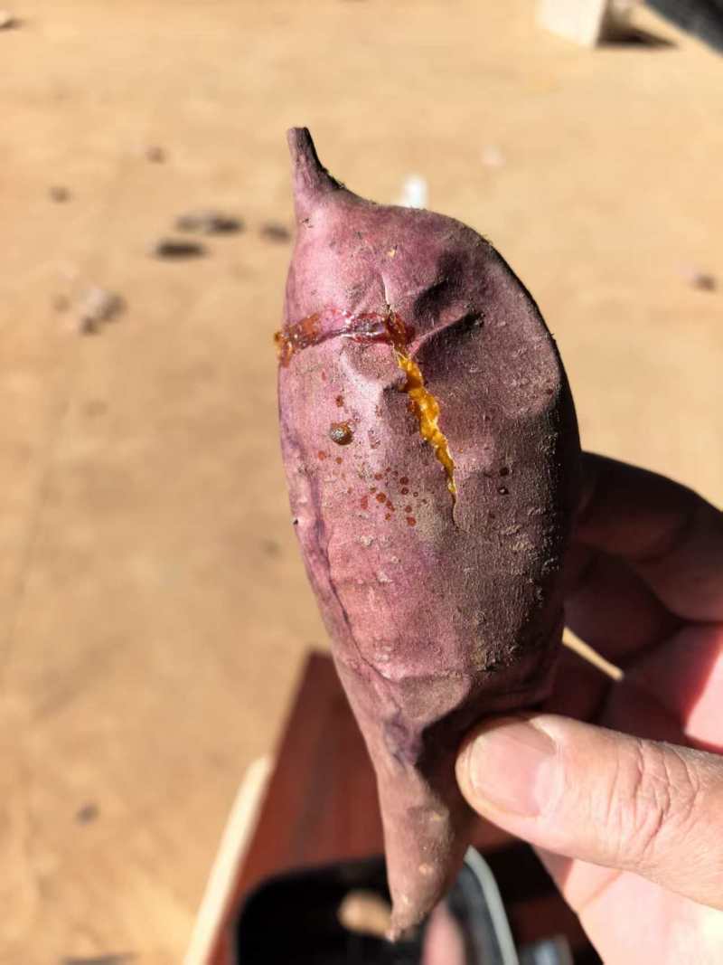胭脂蜜薯软糯香甜可口产地发货无丝红皮红心流油香甜可口