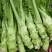 四川简阳精品棒菜，1.5--2斤左右价格好商量