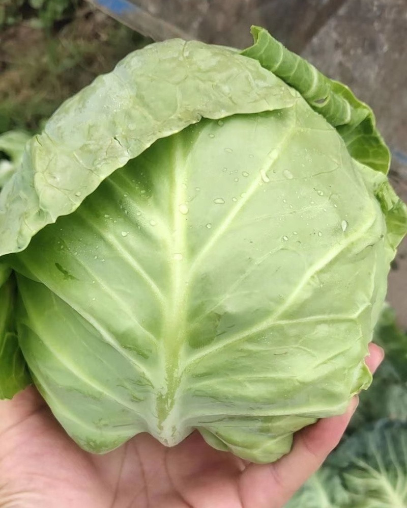 《甘蓝菜/中甘甘蓝》山东甘蓝/基地代发全国/欢迎来电洽谈