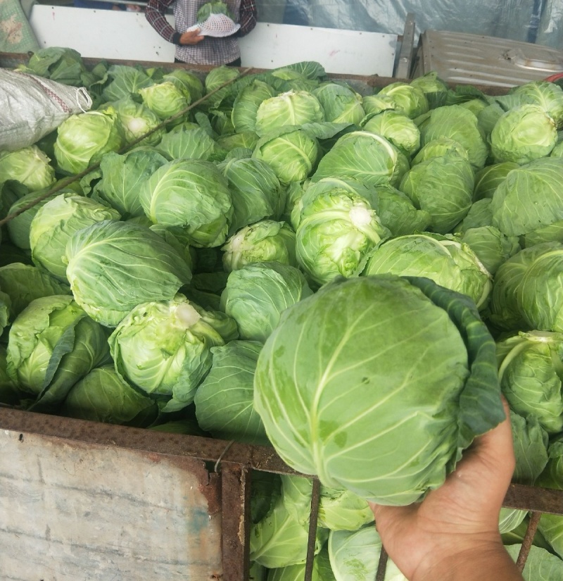 《甘蓝菜/中甘甘蓝》山东甘蓝/基地代发全国/欢迎来电洽谈