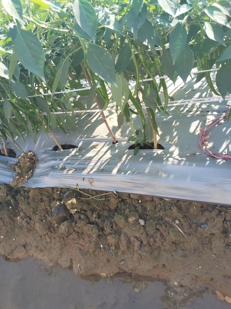 广西8号3号鸡肠青有现货