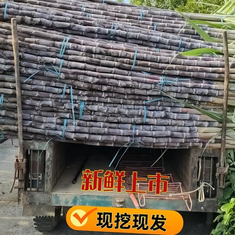 广西黑皮水果甘蔗