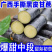 广西黑皮水果甘蔗