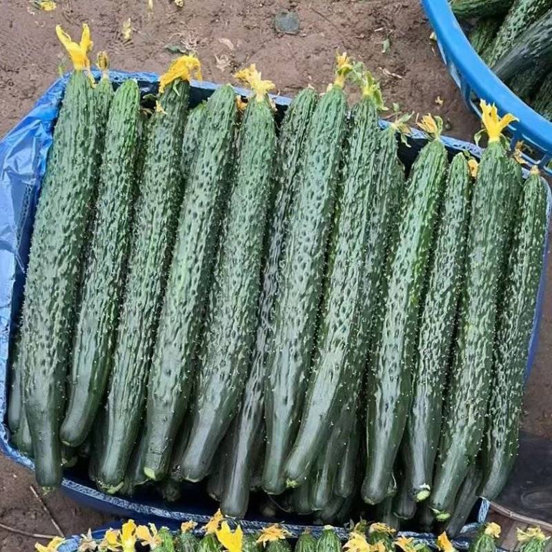 黄瓜