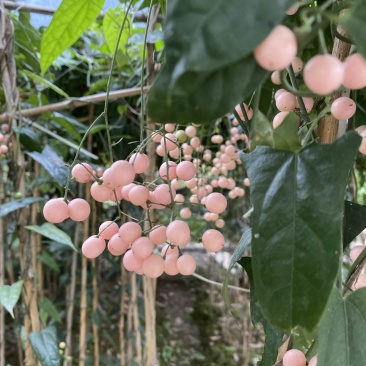 金果榄种子