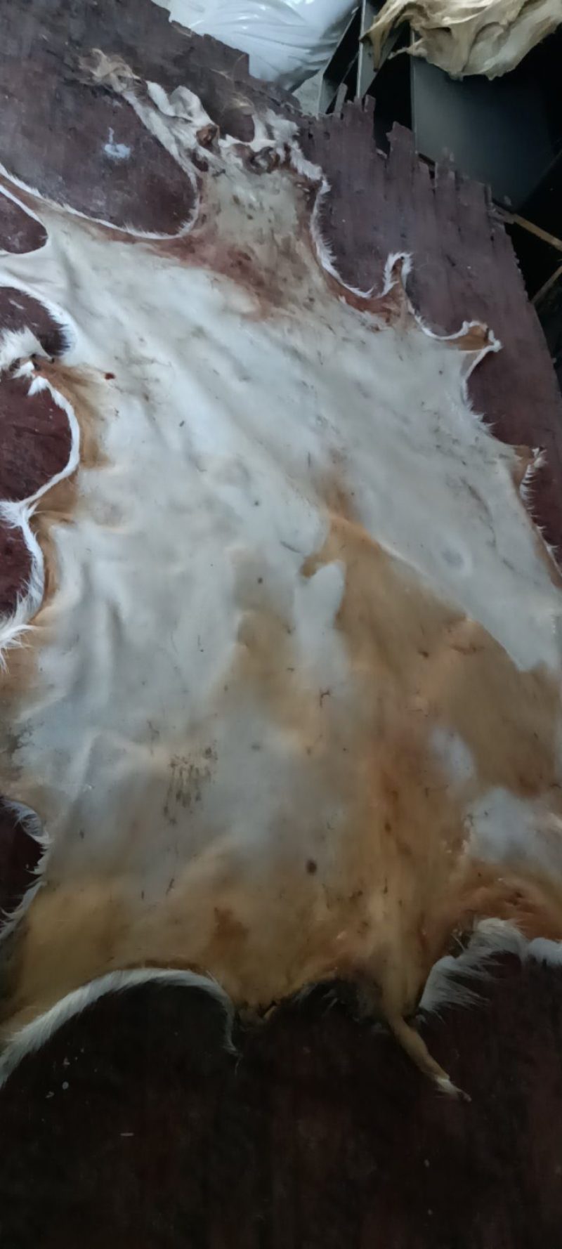 山羊皮绵羊皮出售