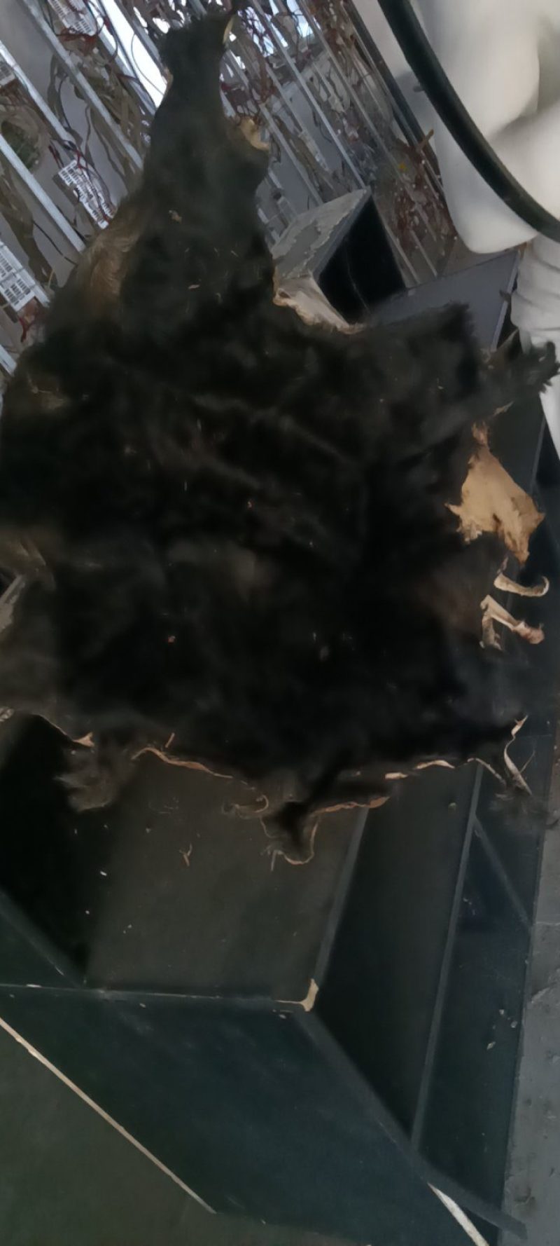 山羊皮绵羊皮出售