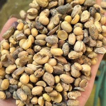 比重下料豆瓣，水份好全是高蛋白大豆里面选出来的