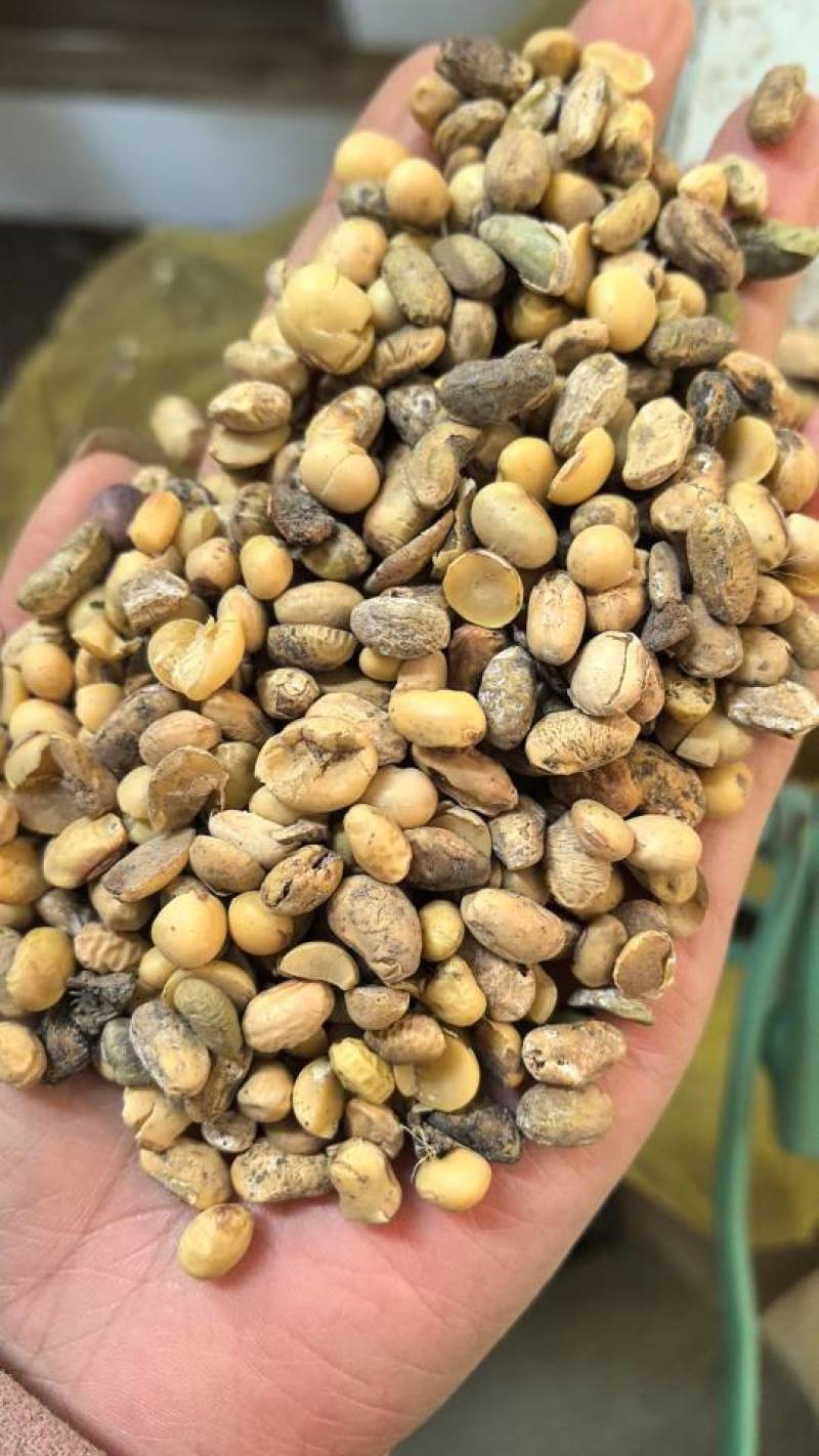 比重下料豆瓣，水份好全是高蛋白大豆里面选出来的