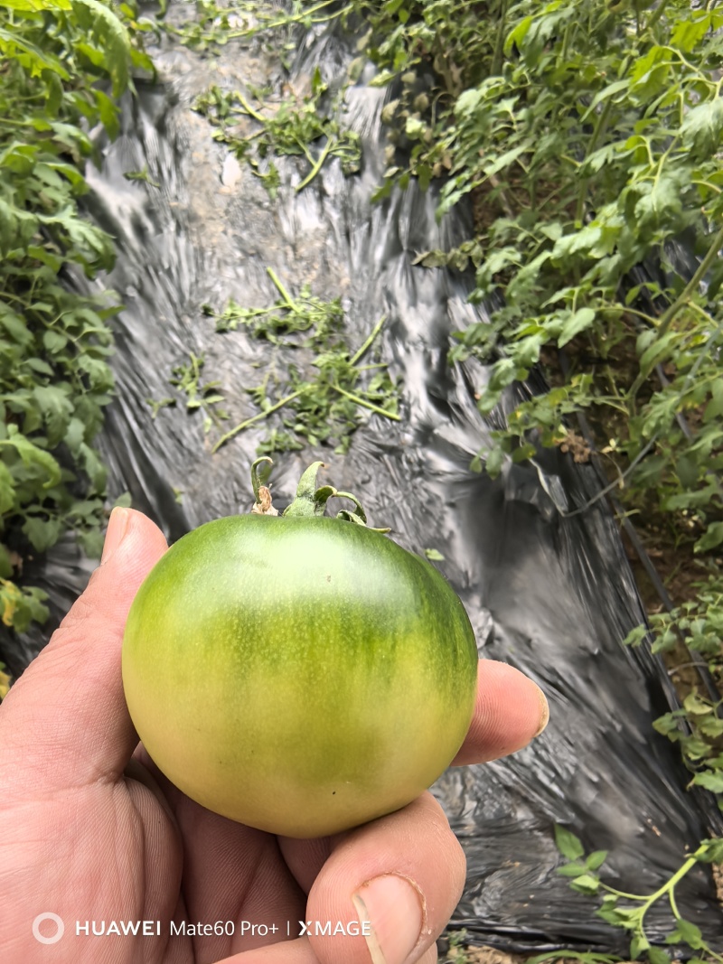 草莓西红柿