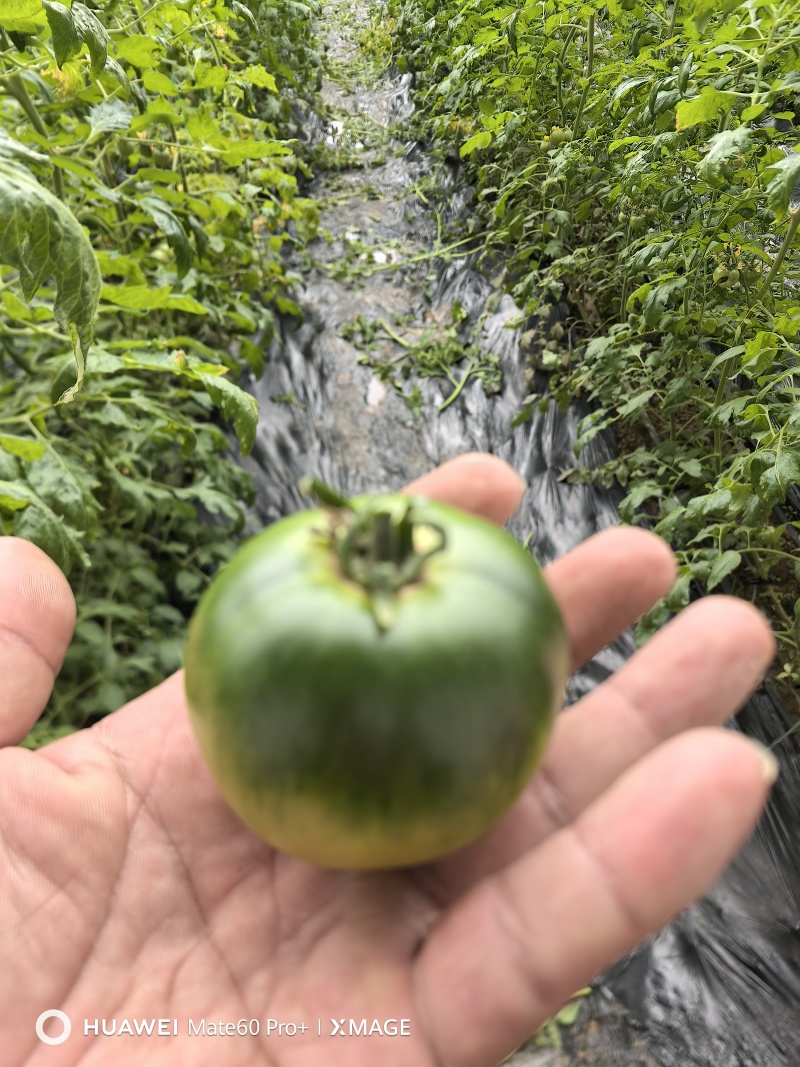 草莓西红柿