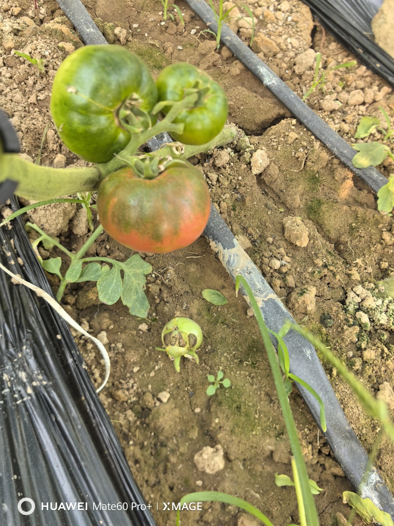 草莓西红柿