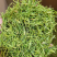 银花