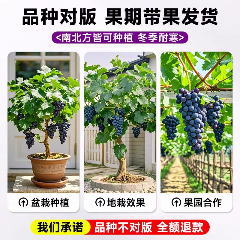 （包邮）葡萄树苖四季葡萄苖盆栽不爬藤无架葡萄树南北方种植