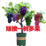 （包邮）葡萄树苖四季葡萄苖盆栽不爬藤无架葡萄树南北方种植