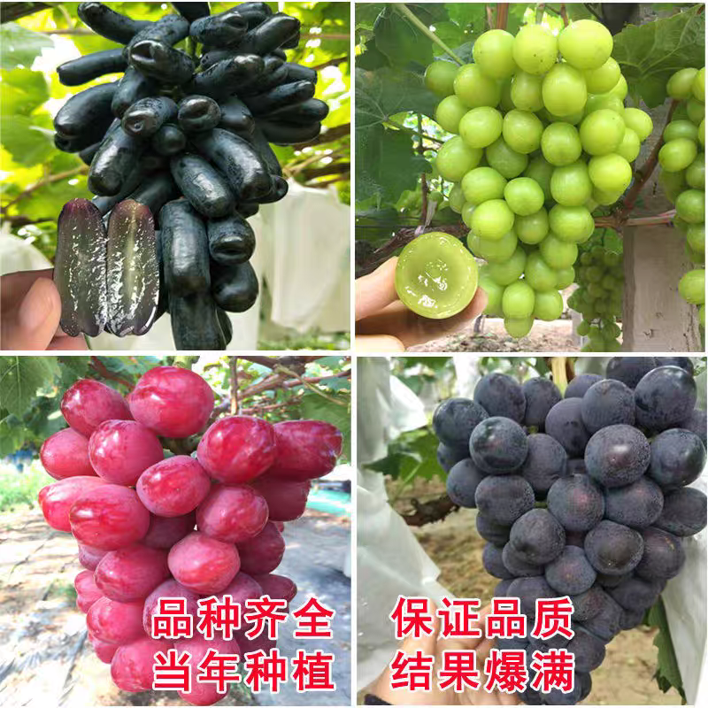 （包邮）葡萄树苖四季葡萄苖盆栽不爬藤无架葡萄树南北方种植