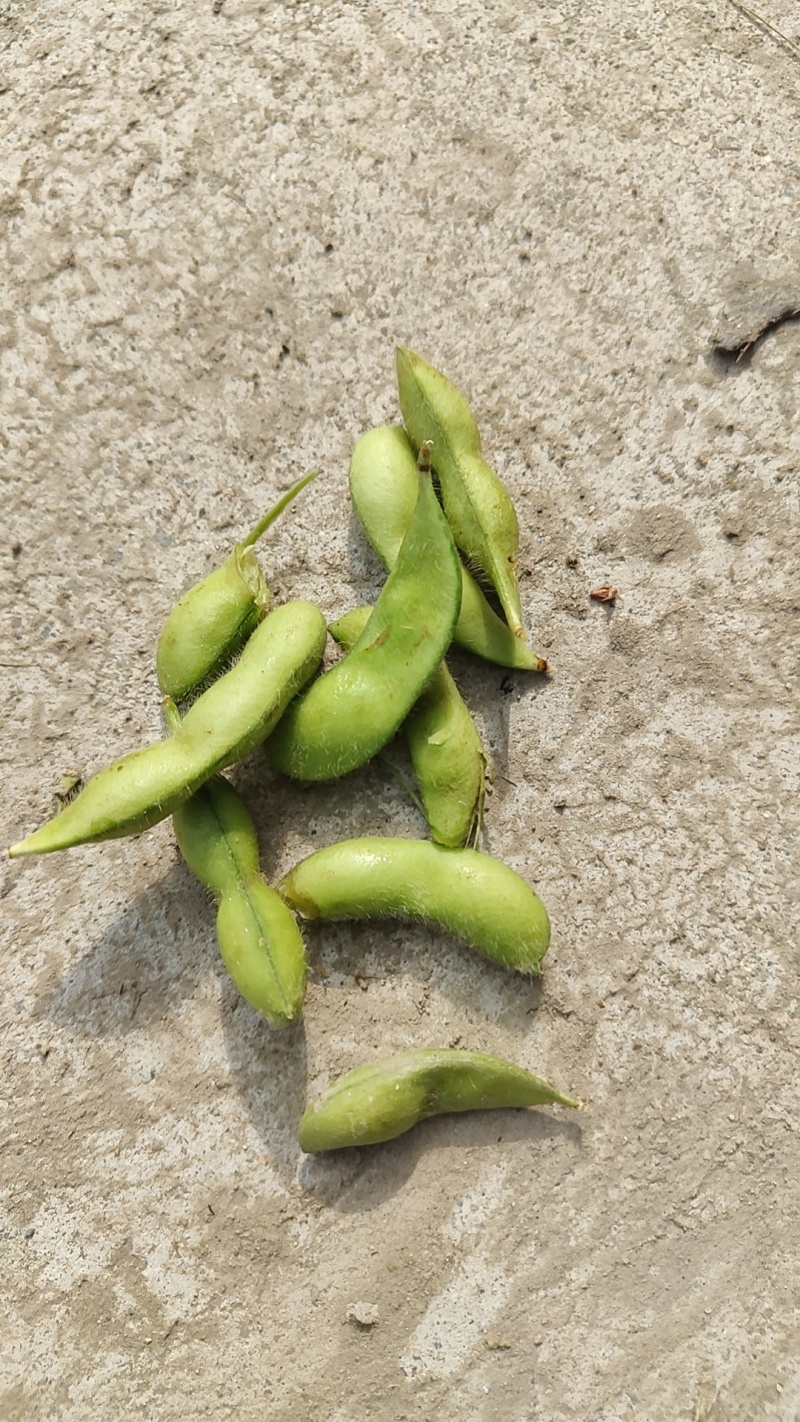 毛豆