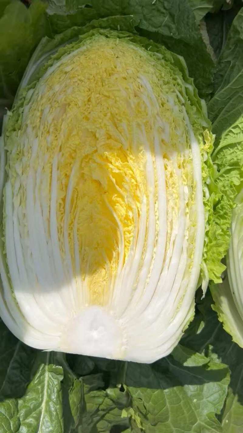 【泡菜】东北酸菜长年有货厂家直销量大从优