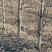 出售6-10公分的梨树，3000课梨树需要联系，