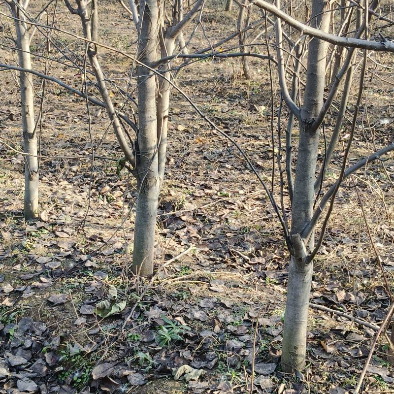 出售6-10公分的梨树，3000课梨树需要联系，
