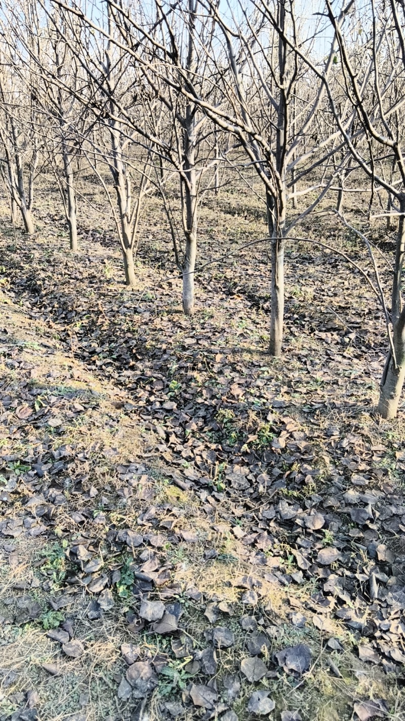 出售6-10公分的梨树，3000课梨树需要联系，
