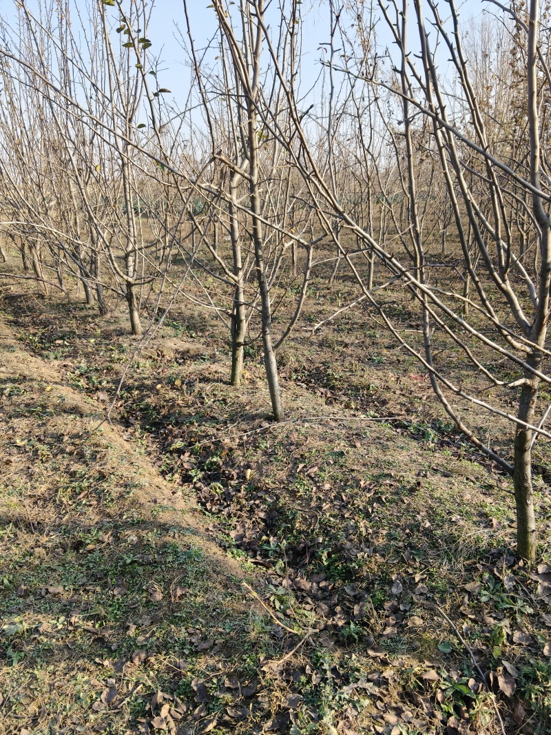 出售6-10公分的梨树，3000课梨树需要联系，