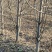 出售6-10公分的梨树，3000课梨树需要联系，