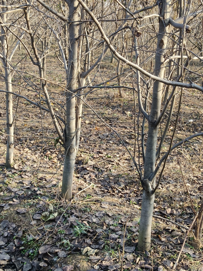 出售6-10公分的梨树，3000课梨树需要联系，
